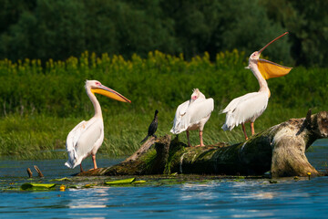Giants on a Perch: A Moment of Scale