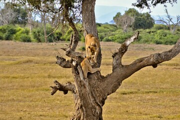 Lions play on a dead tree in Serengeti National Park in Tanzania, Africa