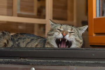 Yawning tabby cat lying in an open door leading to a room with wooden furniture