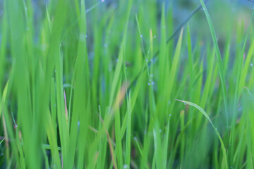 Beautiful close up of vibrant green grass sparkling with fresh morning dew drops in the peaceful meadow