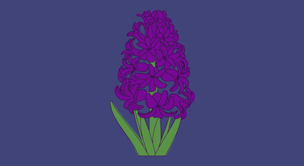 Purple hyacinth flower illustration on dark blue background