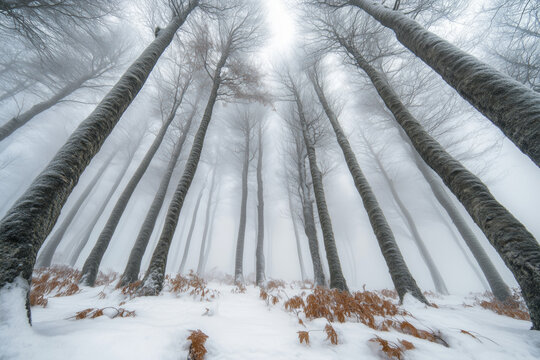 low angle view of spooky winter forest with tall trees and fog - Powered by Adobe