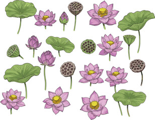 hand drawn lotus flowers leaves and seed pods collection botanical illustration pink water lilies detailed floral set isolated nature elements for design