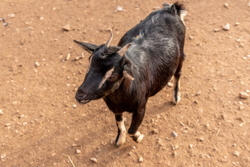 Domestic goats grazing in spacious paddock, farm animals in farmyard of village