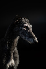 Portrait eines Windhundes vor schwarzem Hintergrund