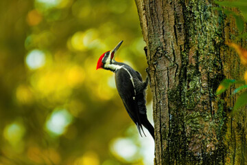 Pileated woodpecker on a tree with early fall colors in background. Michigan