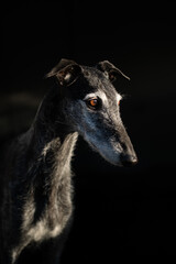 Portrait eines Windhundes vor schwarzem Hintergrund