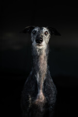 Portrait eines Windhundes vor schwarzem Hintergrund