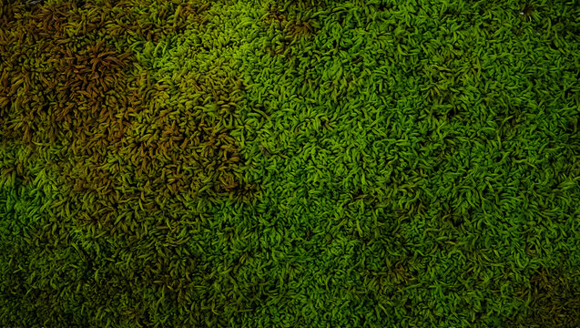 Vibrant green moss creating a soft and lush natural carpet on the forest floor, a beautiful organic texture perfect for an environmental background