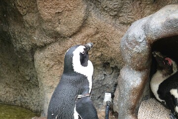 巣箱を守るペンギン