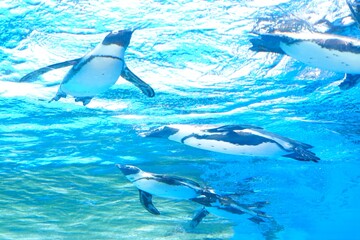 泳ぐペンギンの群れ