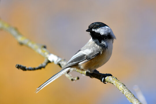 Black-capped chickadee with yellow tamarack background. - Powered by Adobe