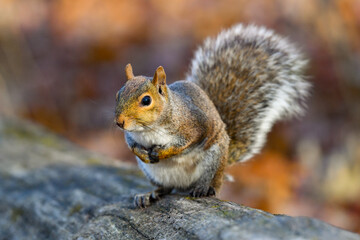 Squirrel holding acorns. 