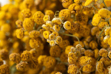 Dried tansy flowers macro close-up in natural light