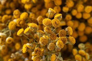 Dried tansy flowers macro close-up in natural light