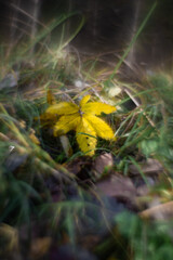Autumn forest plants with soft focus and watercolor bokeh