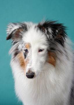 A close-up of a Shelti with a white, black, and tan coat, sitting against a blue background. The dog's soft fur and gentle gaze make it a captivating portrait.