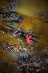 Red autumn leaves in dark forest background