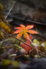 Red autumn leaves in dark forest background