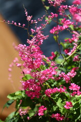 Blossoming pink coral vine mexican creeper flower with its green leaf line.