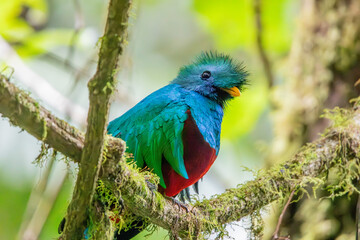 Resplendant Quetzal