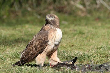 Red-tailed Hawk