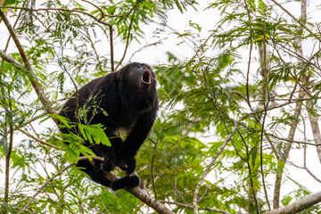 Naklejka premium Black Howler Monkey
