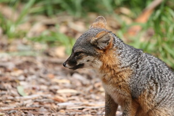 Channel Island Fox