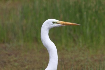 Great Egret