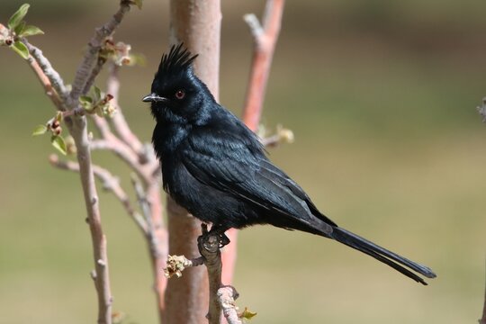 Phainopepla