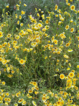 Common Tidy Tips Layia platyglossa yellow white wildflowers