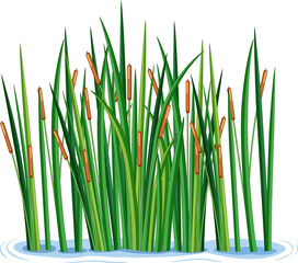 Fototapeta premium Illustration of Cattails in Water