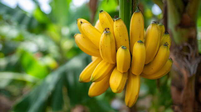 Closeup of a bunch of ripe yellow bananas hanging from a tree, showcasing their vibrant color and smooth texture in a natural setting - Powered by Adobe