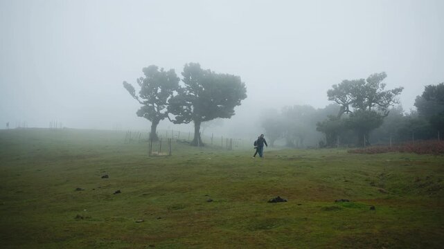 Meadow shrouded in morning fog. Concept mystery and calmness of nature.