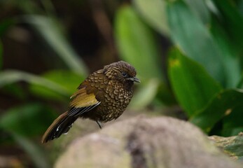 Scaly laughingthrush