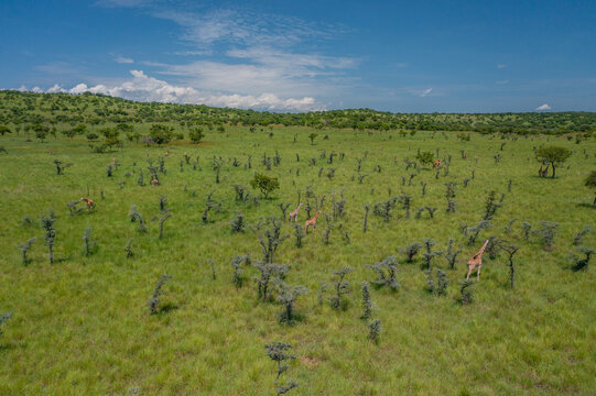 Aerial view of a vast savannah dotted with giraffes and trees under a bright sky, Pian Upe Game Reserve, Moroto, Uganda.