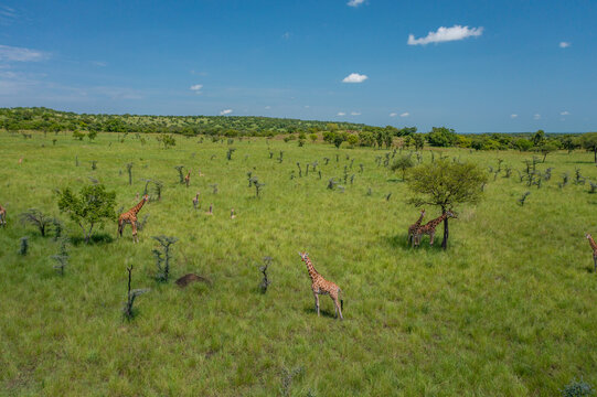 Aerial view of giraffes grazing gracefully amidst the vast, vibrant greenery of Pian Upe Game Reserve under the clear blue sky, Moroto, Uganda.