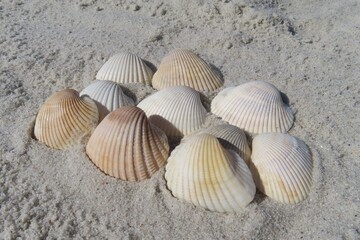 Beautiful light seashells on sand background in Florida beach, closeup