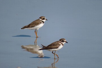 Common Sandpiper (Actitis hypoleucos) in Atlantic coast of North Florida