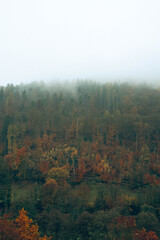 Fototapeta premium Herbstwald im Nebel