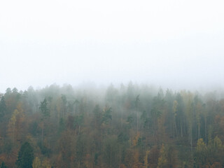 Herbstwald im Nebel
