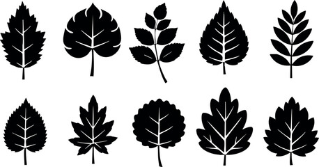 Set of black leaf silhouettes vector illustration natural plant shapes for design and decoration