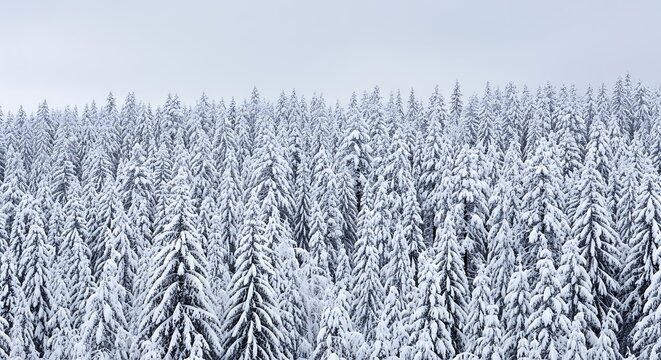 Aerial view of a dense forest covered in fresh white snow on a cloudy day