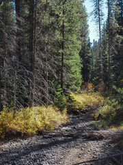 Golden bushes in their fall colors contrast with evergreen trees on the banks of a dried creek bed.