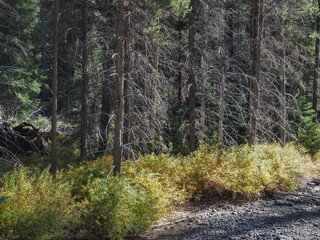 Golden bushes in their fall colors contrast with evergreen trees on the banks of a dried creek bed.