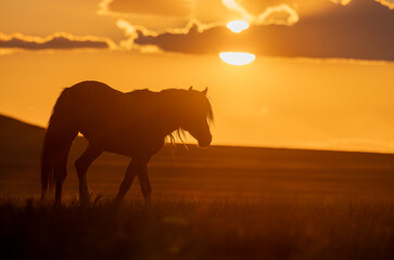 Wild Horse at Sunset in the Utah Desert