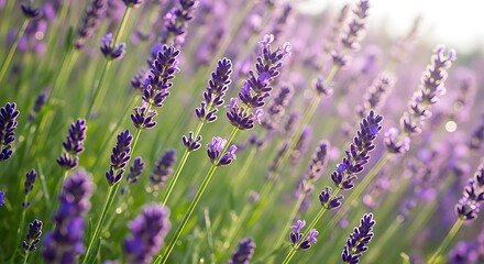 Obraz premium Close up of a field of lavender flowers in sunlight during the day time