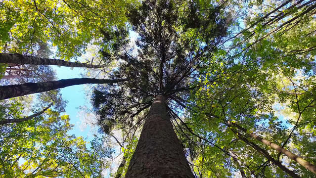 Upward view of a tall pine tree surrounded by birches and green foliage under a clear blue sky. Peaceful forest scene ideal for nature, relaxation, meditation, and environmental projects.