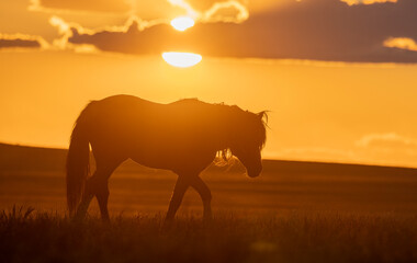 Wild Horse at Sunset in the Utah Desert