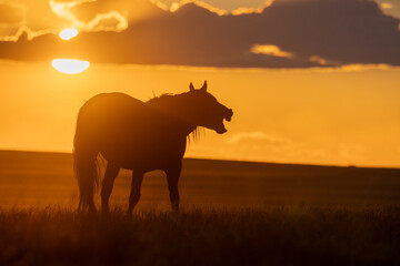 Wild Horse at Sunset in the Utah Desert
